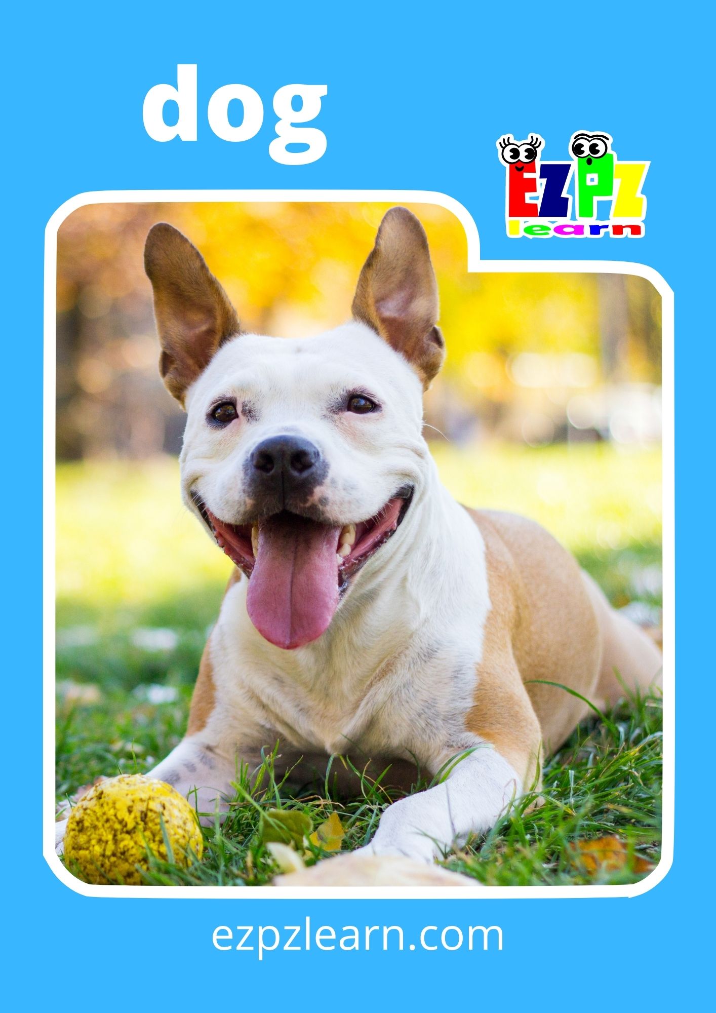 Pets Photo Flashcards 